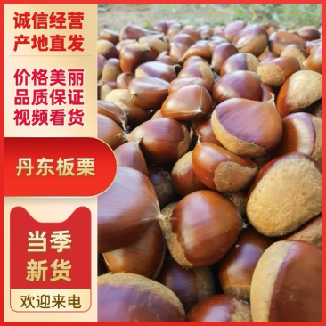 辽宁丹东板栗电商平台供货产地直发量大从优！