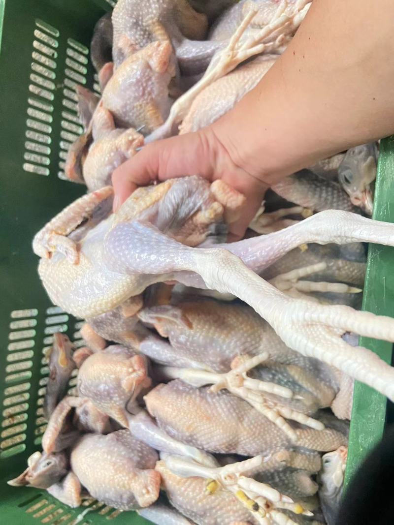 珍珠鸡肉养殖基地直供量大优惠对接全国欢迎客商进店咨询
