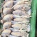 珍珠鸡肉养殖基地直供量大优惠对接全国欢迎客商进店咨询