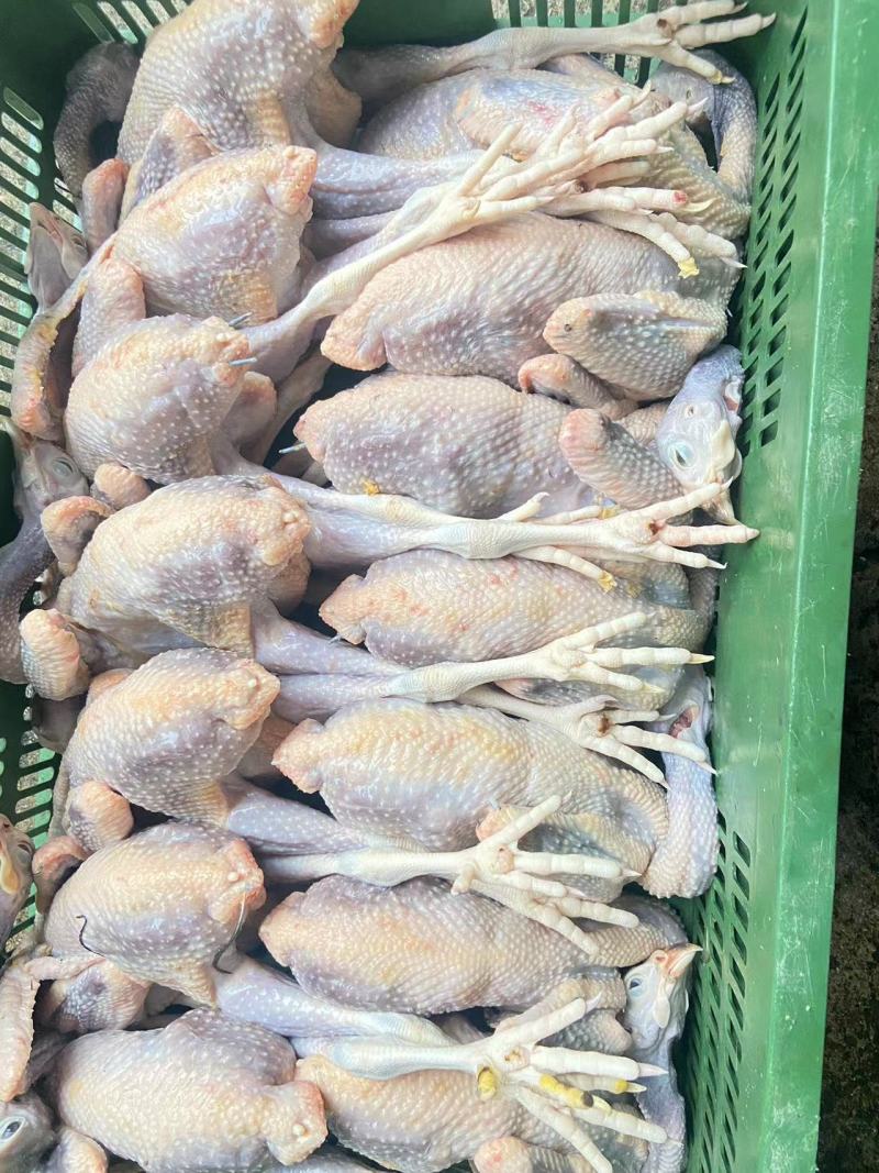 珍珠鸡肉养殖基地直供量大优惠对接全国欢迎客商进店咨询