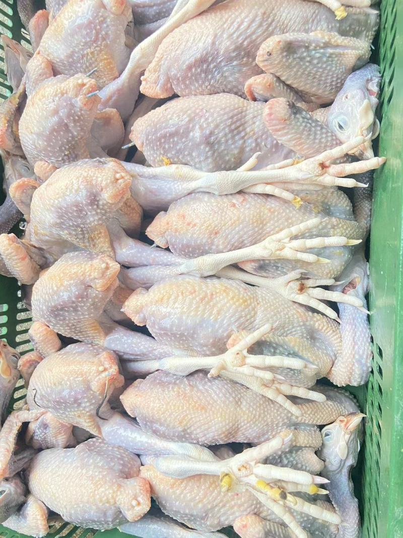 珍珠鸡肉养殖基地直供量大优惠对接全国欢迎客商进店咨询