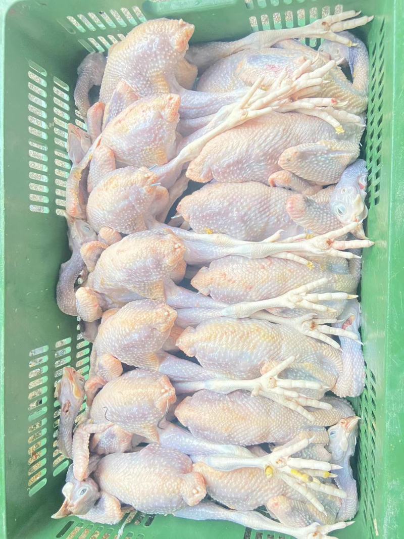珍珠鸡肉养殖基地直供量大优惠对接全国欢迎客商进店咨询