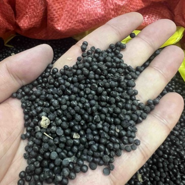 云南大天冬种子品种纯正基地直供发芽率高全国发货