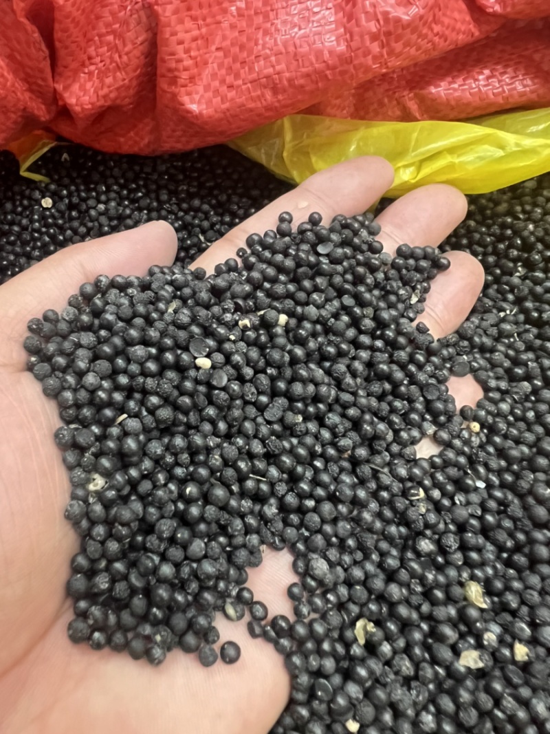 云南大天冬种子品种纯正基地直供发芽率高全国发货