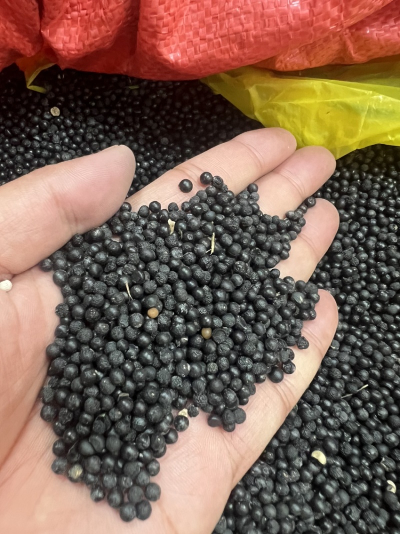 云南大天冬种子品种纯正基地直供发芽率高全国发货