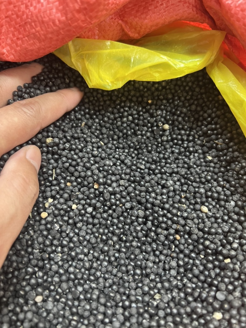 云南大天冬种子品种纯正基地直供发芽率高全国发货