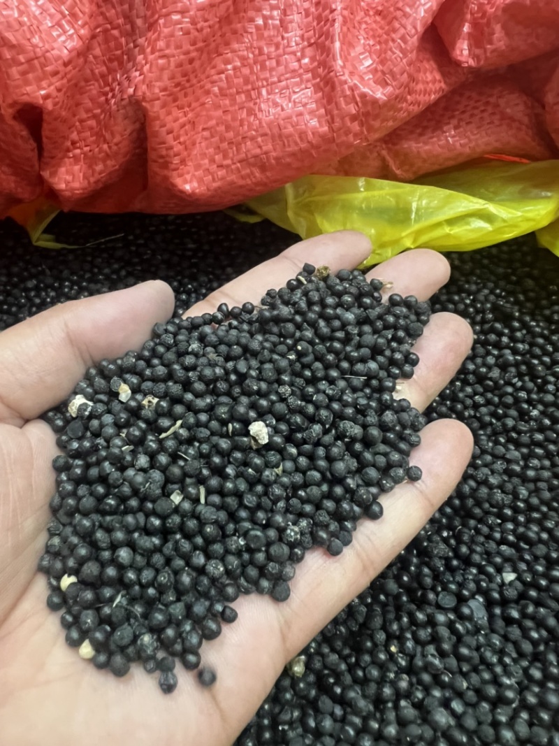 云南大天冬种子品种纯正基地直供发芽率高全国发货