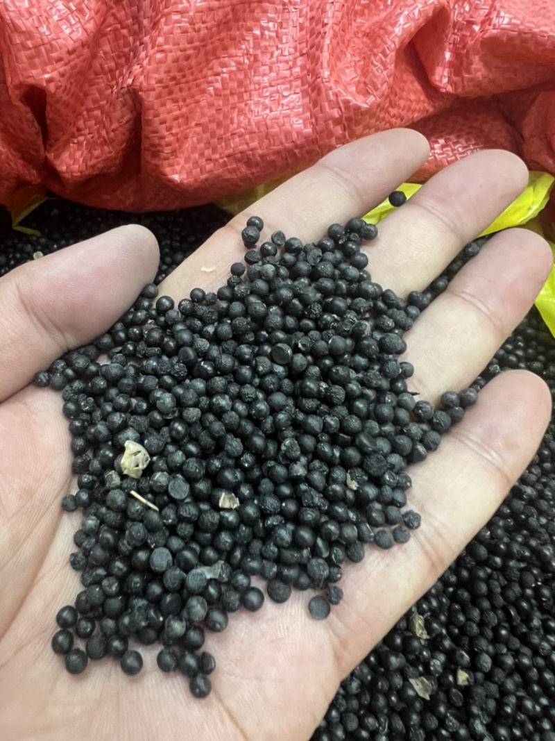 云南大天冬种子品种纯正基地直供发芽率高全国发货