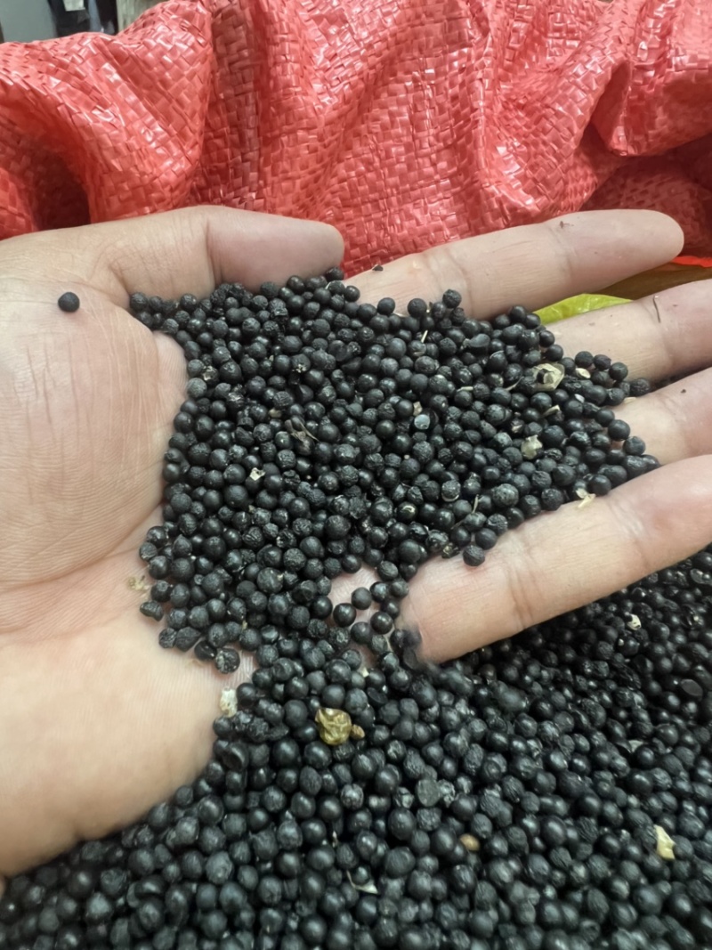 云南大天冬种子品种纯正基地直供发芽率高全国发货