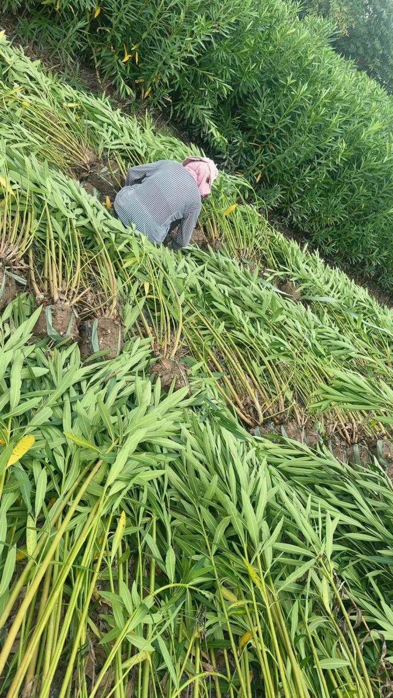 夹竹桃5一8叉，高度:1.8m，基地量多，价优，欢迎订购