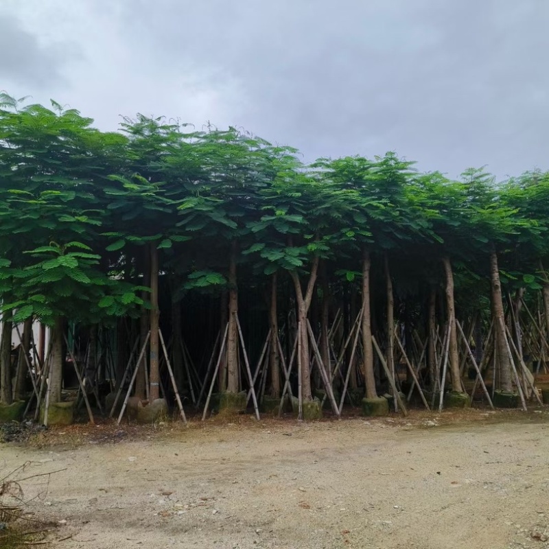骨架凤凰木15～25公分基地直发规格齐全质量优质