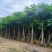 骨架凤凰木15～25公分基地直发规格齐全质量优质