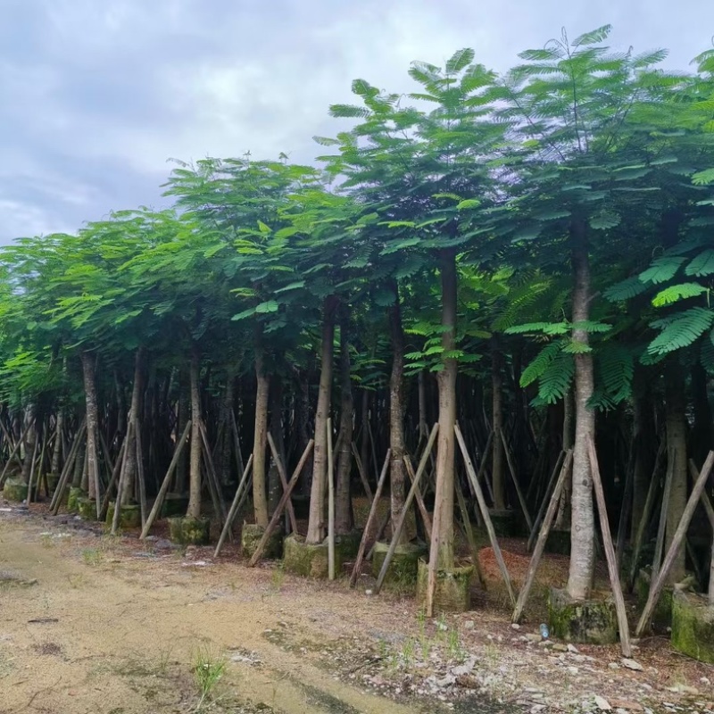 骨架凤凰木15～25公分基地直发规格齐全质量优质