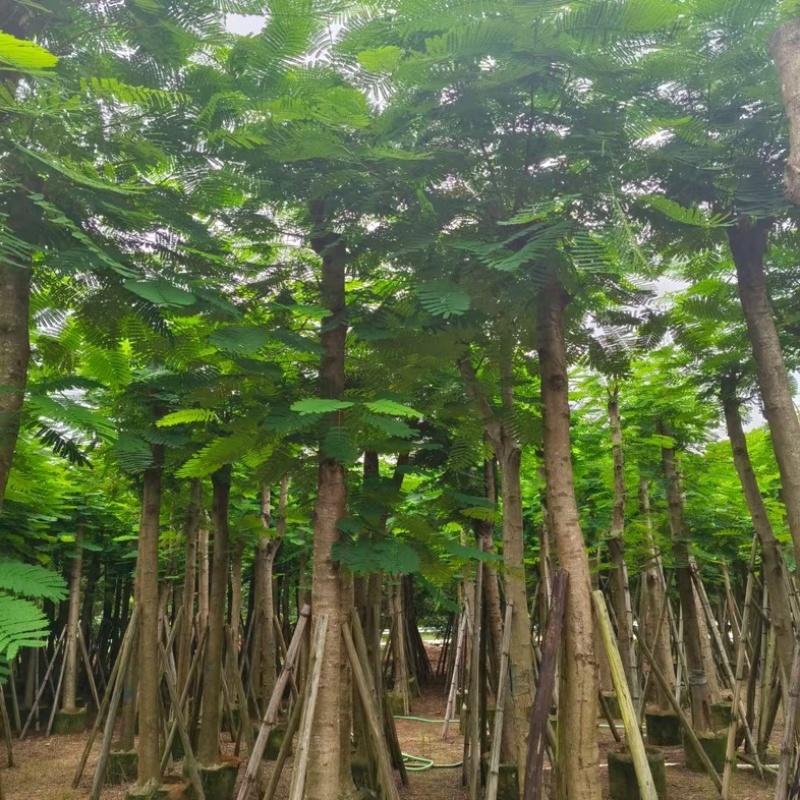 骨架凤凰木15～25公分基地直发规格齐全质量优质