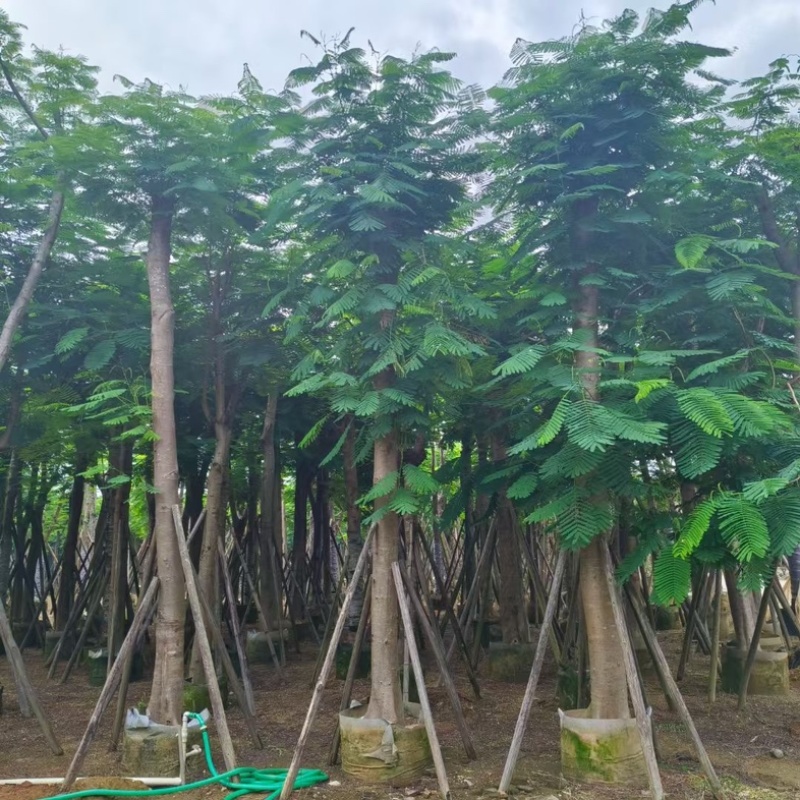骨架凤凰木15～25公分基地直发规格齐全质量优质