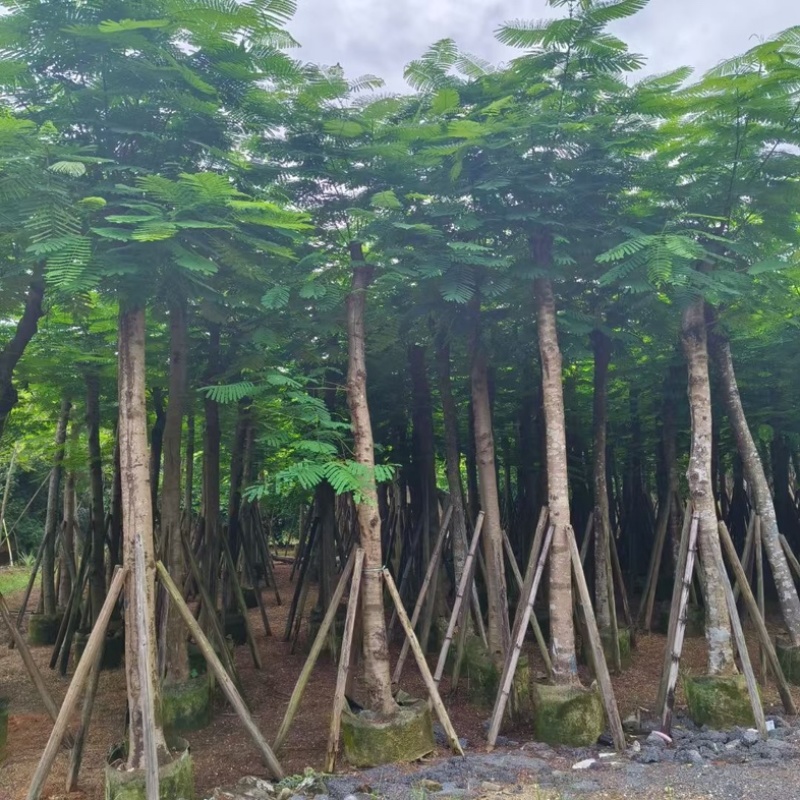 骨架凤凰木15～25公分基地直发规格齐全质量优质