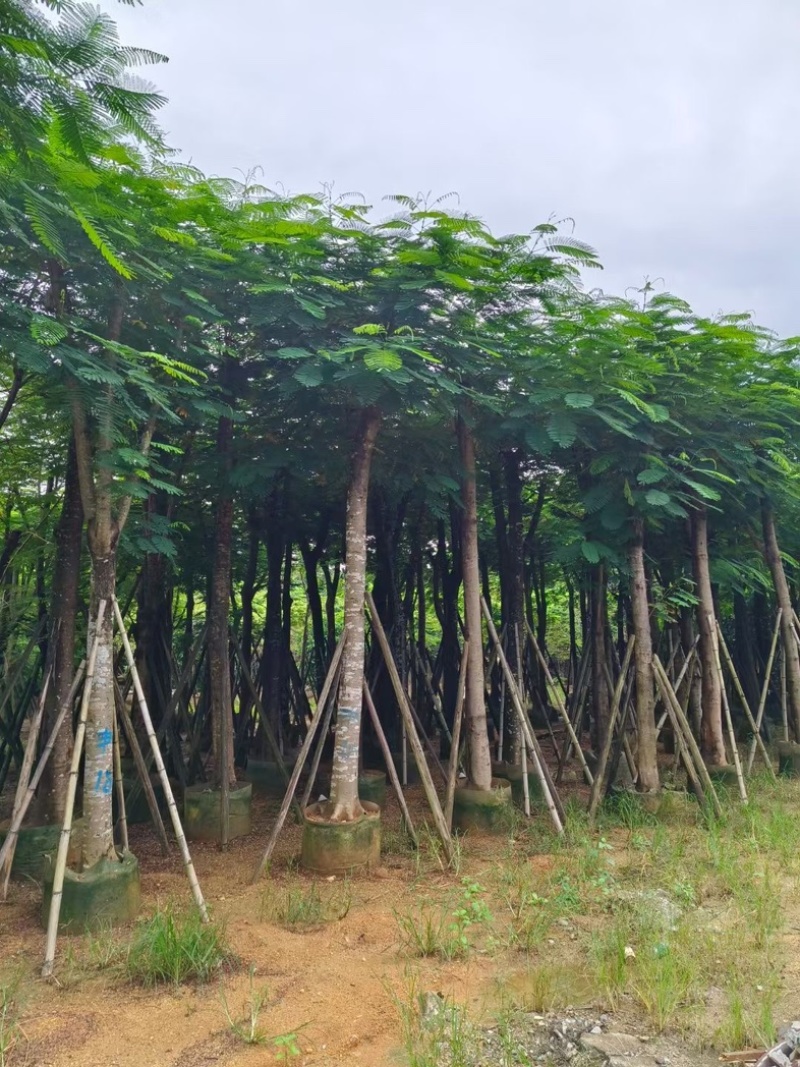 骨架凤凰木15～25公分基地直发规格齐全质量优质