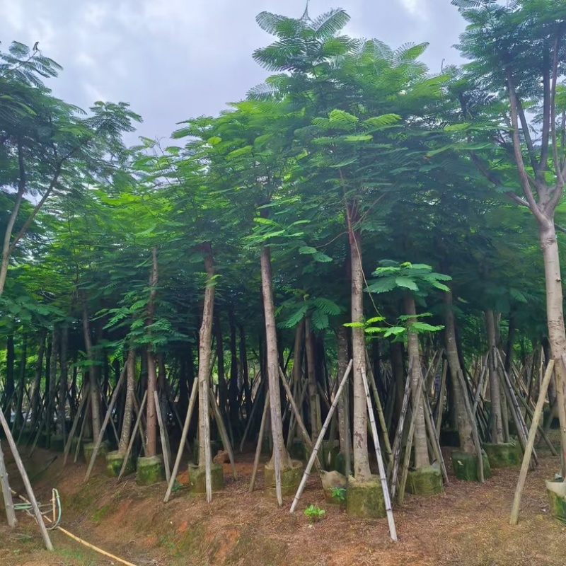 骨架凤凰木15～25公分基地直发规格齐全质量优质