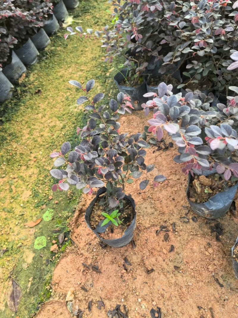 红继木小杯中杯基地直发规格齐全质量优质
