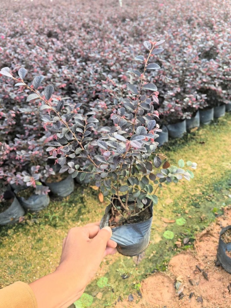 红继木小杯中杯基地直发规格齐全质量优质