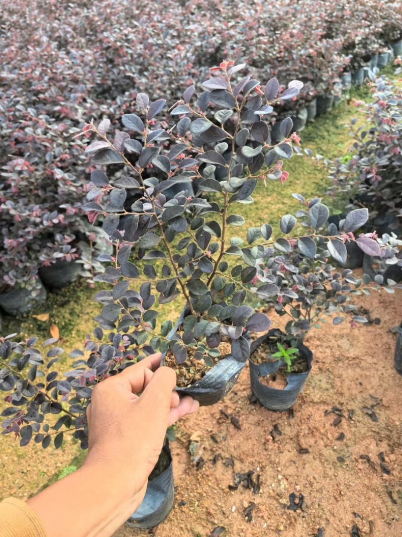 红继木小杯中杯基地直发规格齐全质量优质