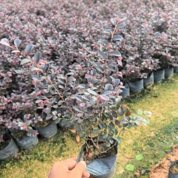 红继木小杯中杯基地直发规格齐全质量优质