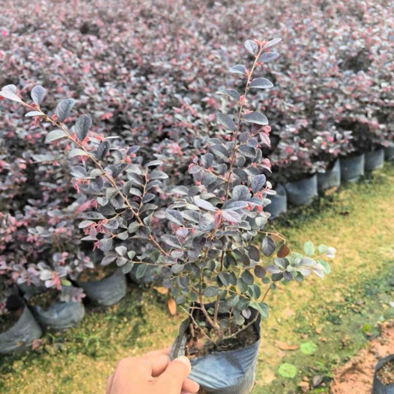 红继木小杯中杯基地直发规格齐全质量优质