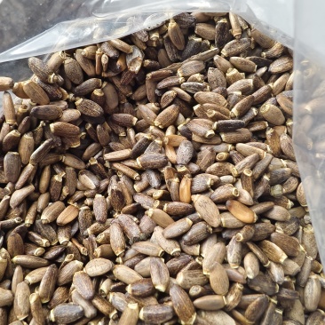 大量出售水飞蓟