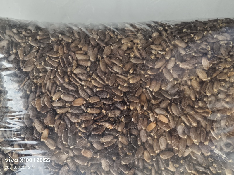 大量出售水飞蓟
