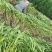 夹竹桃5一8叉，高度:1.8m，基地量多，价优，欢迎订购