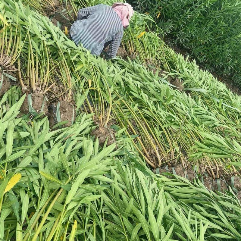 夹竹桃5一8叉，高度:1.8m，基地量多，价优，欢迎订购