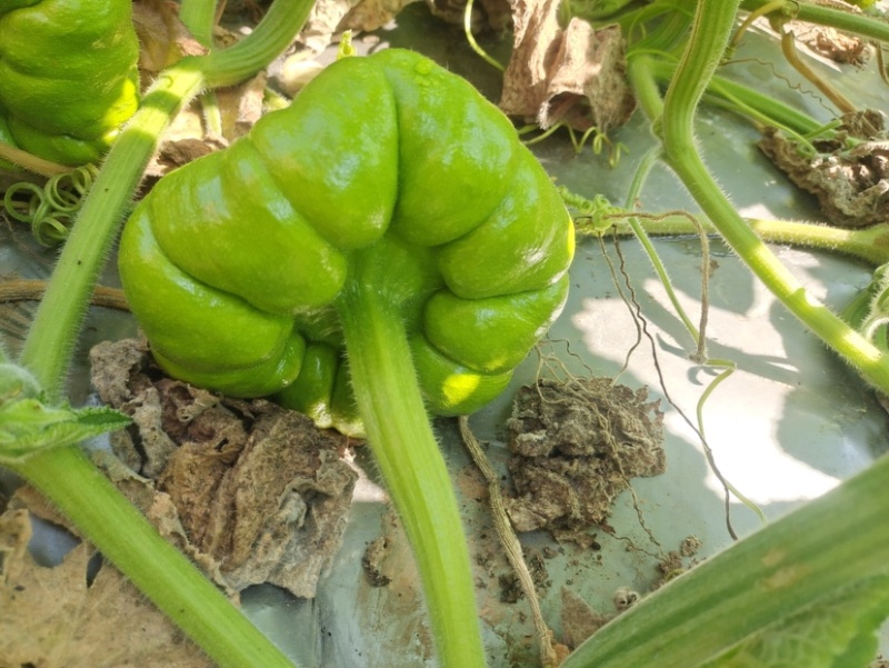 云南精品一级姜柄瓜小南瓜小瓜批发零售
