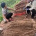 2025河北临漳红皮铁棍山药新货现挖规格齐全视频看货