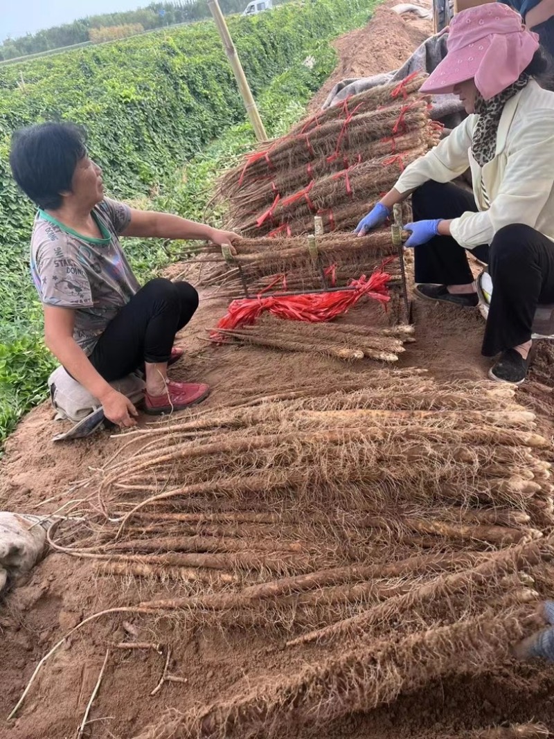 2025河北临漳红皮铁棍山药新货现挖规格齐全视频看货