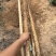 2025河北临漳红皮铁棍山药新货现挖规格齐全视频看货