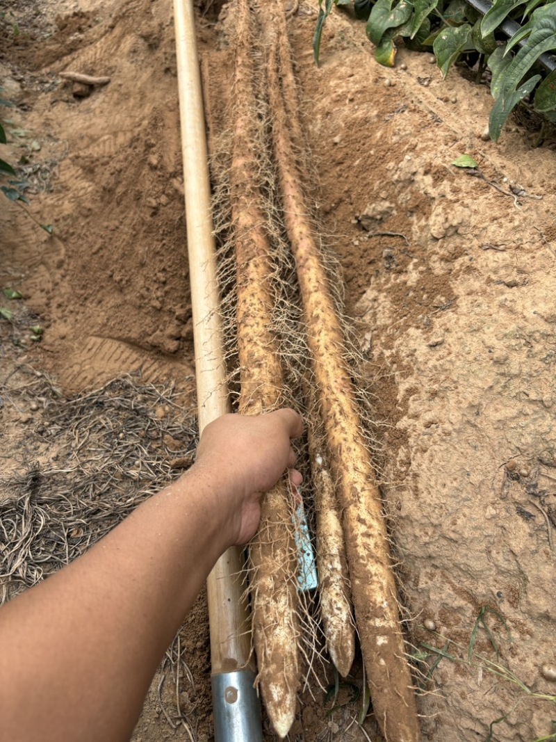 2025河北临漳红皮铁棍山药新货现挖规格齐全视频看货
