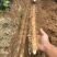 2025河北临漳红皮铁棍山药新货现挖规格齐全视频看货