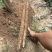 2025河北临漳红皮铁棍山药新货现挖规格齐全视频看货