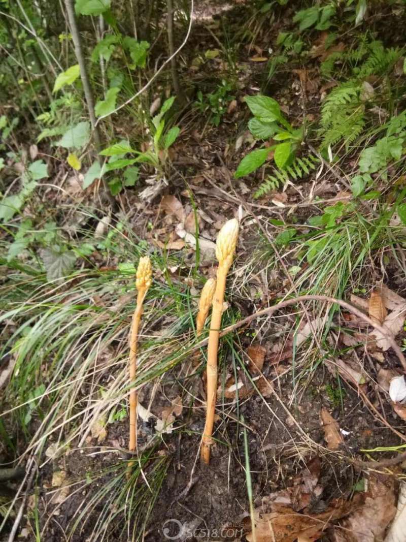 新鲜野生天麻统货