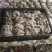 【精品】小叶头茬蘑菇产地直发全国发货质量保证