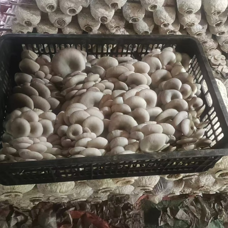 【精品】小叶头茬蘑菇产地直发全国发货质量保证