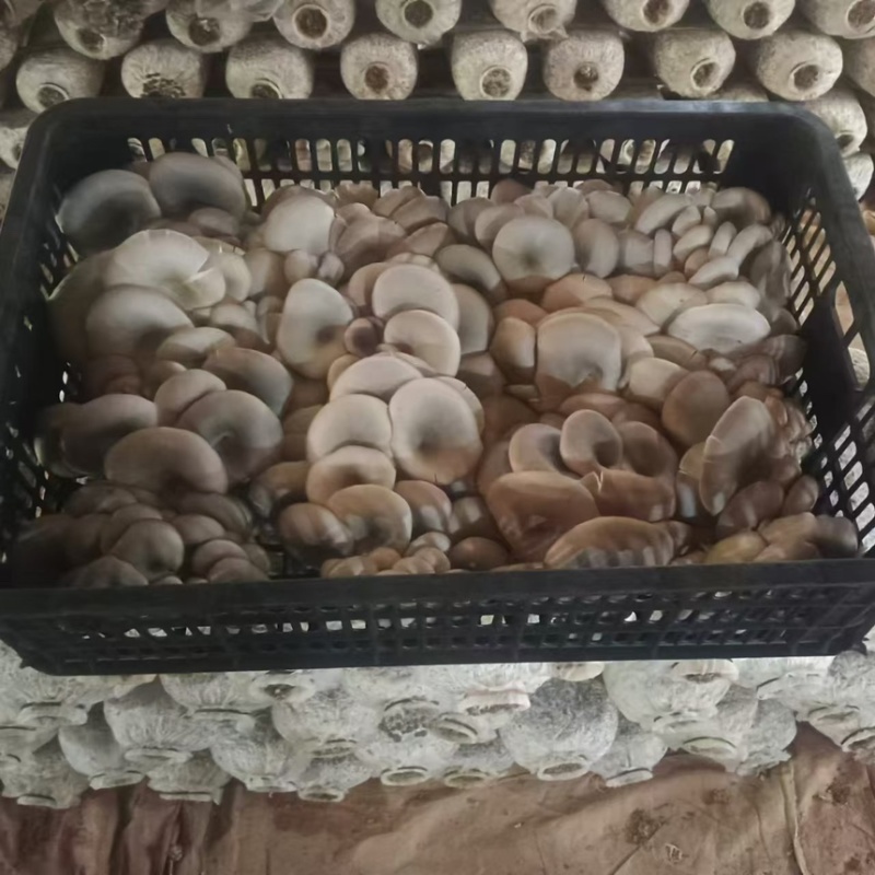【精品】小叶头茬蘑菇产地直发全国发货质量保证