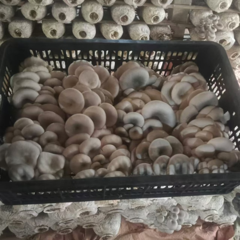 【精品】小叶头茬蘑菇产地直发全国发货质量保证