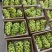 河北涿鹿阳光玫瑰葡萄开卖了品相好运输便利价格实惠诚信经营