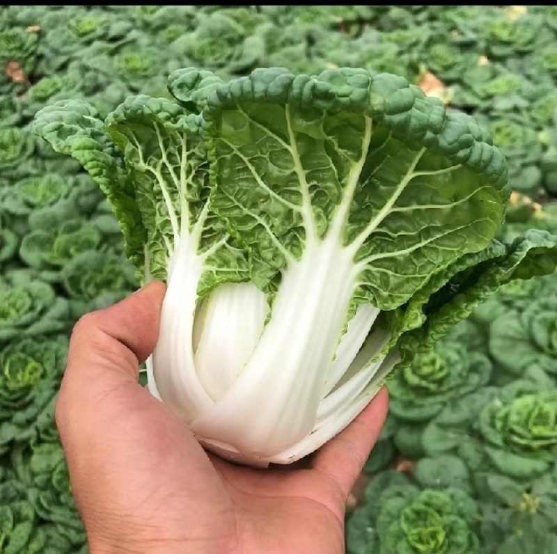 黄心乌塔菜即将上市