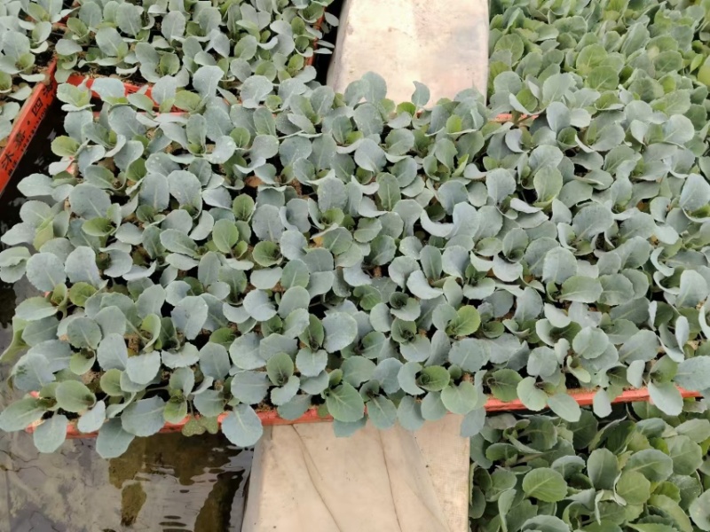 云南松花菜苗品质保证诚信经营欢迎联系自家基地