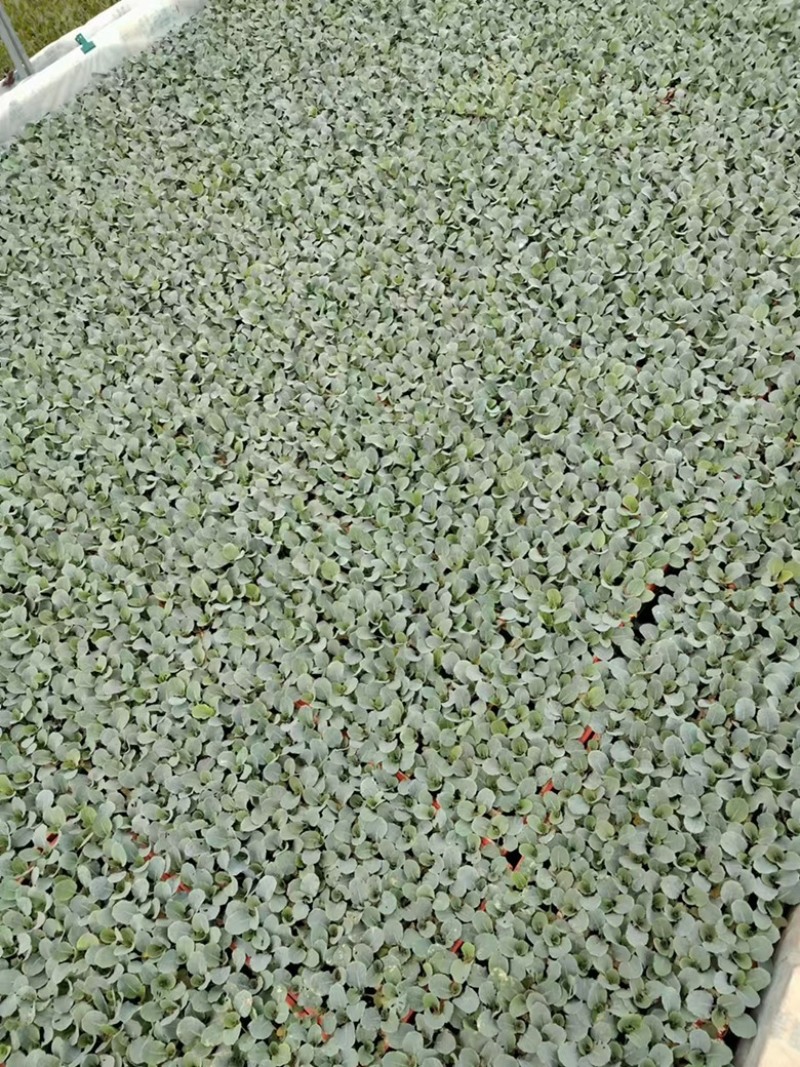 云南松花菜苗品质保证诚信经营欢迎联系自家基地