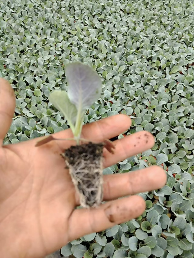 云南松花菜苗品质保证诚信经营欢迎联系自家基地