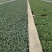 云南松花菜苗品质保证诚信经营欢迎联系自家基地
