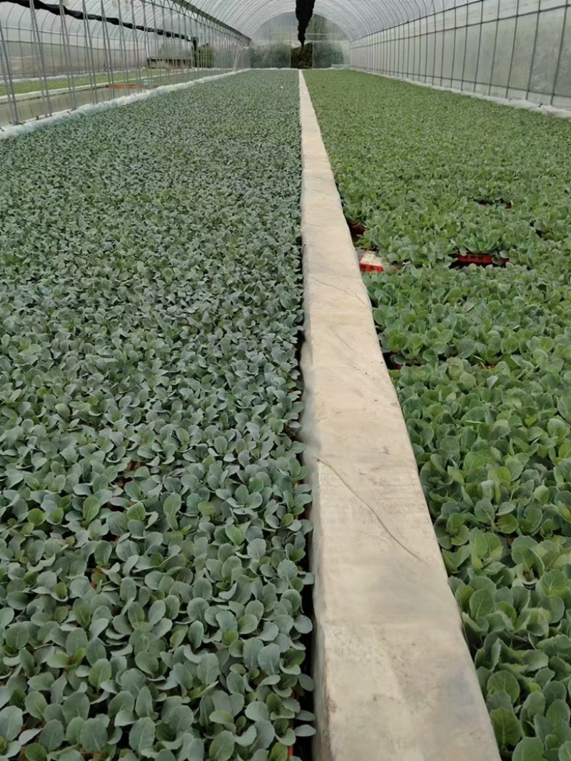 云南松花菜苗品质保证诚信经营欢迎联系自家基地